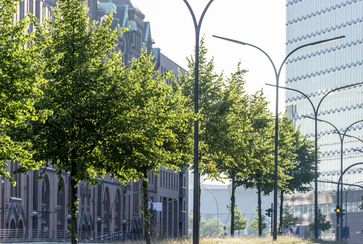 Sitzung des Klimakabinetts: Der Bund deutscher Baumschulen fordert die Aufpflanzung von Bäumen in Stadt und freier Natur / Bild: "obs/Bund deutscher Baumschulen (BdB) e.V./Ferdinand Graf Luckner"