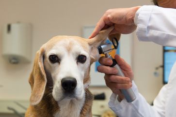 Bei Ohrproblemen steht vor der Therapie eine genaue Diagnose durch den Tierarzt.