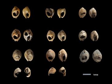 Durchbohrte Nassarius-Muscheln. Bild: Institute of Archaeology, University of Oxford/Ian Cartwright 