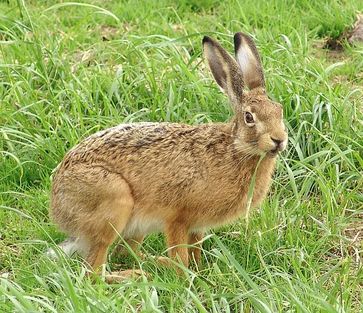 Feldhase (Lepus europaeus)