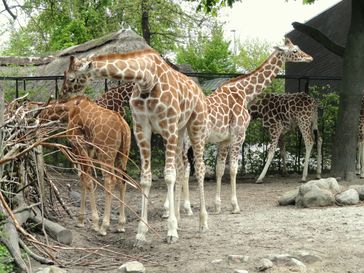 Giraffen im Zoo (Symbolbild)