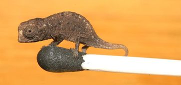 Klein genug, um auf einem Streichholzkopf Platz zu finden. Ein Jungtier von Brookesia micra, eines der kleinsten Reptilien der Welt.
Quelle: Foto Jörn Köhler (idw)