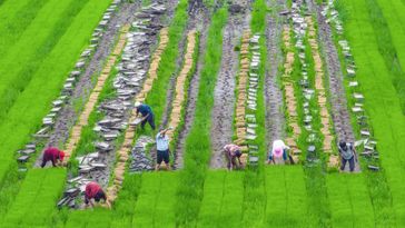 Symbolbild: Landwirtschaft in China Bild: RT