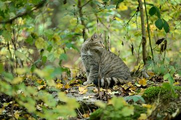 Wildkatze im Wald