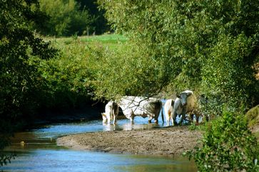 Flussaue mit Rindern (Symbolbild)