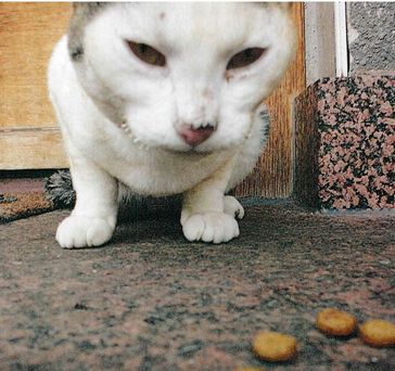 Katze Bild: Polizei