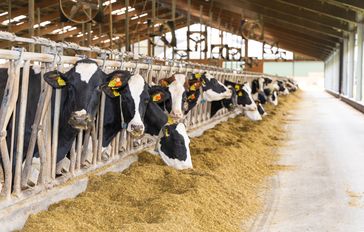 Auf dem Milcherzeugerbetrieb der Westrup-Koch Milch GbR stehen 600 gesunde Milchkühe im Stall. Dank viel frischer Luft, erstklassigem Futter und intensiver Betreuung erreichen die Milchkühe eine überdurchschnittliche Milchleistung von 13.100 Kilogramm pro Kuh und Jahr. Die hohen Ansprüche an das Tierwohl und das nachhaltige Wirtschaften machen die Westrup-Koch Milch GbR zu einem Vorzeigebetrieb, der 2022 mit dem Milchlandpreis und der Goldenen Olga ausgezeichnet worden ist.