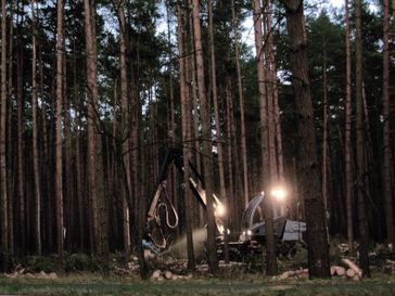 Natürliche Wälder fehlen in Europa. Stattdessen gibt es seit Jahrzenten hochempfindliche Industriewälder (Symbolbild)