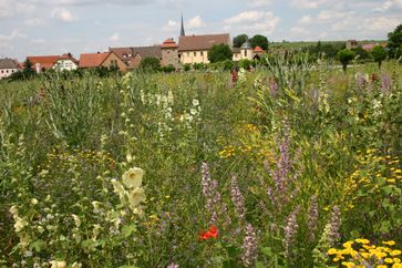 Innerhalb des Projektes "Energie aus Wildpflanzen" testet die Bayerische Landesanstalt für Weinbau und Gartenbau an mehreren Standorten die mehrjährige Wildpflanzenmischung "Hanfmix".  Bild: "obs/Deutscher Imkerbund e. V./Cornelia Marzini/LWG"