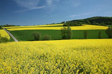 Rapsfelder. In Deutschland ist Rapsöl für die Biokraftstoffherstellung bedeutend.