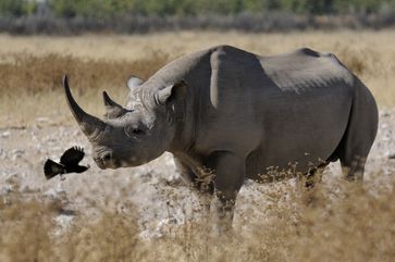 Spitzmaulnashorn oder Schwarzes Nashorn (Diceros bicornis)