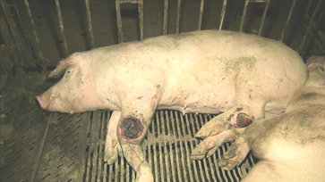 Grausamer Tod in der Schweinemast: Neue Recherche-Aufnahmen und Petition zur Überwachung von Tierkörperbeseitigungsanlagen Bild: Animal Rights Watch