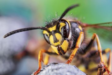 Wespe: Wahrheiten und Mythen. Bild: "obs/ALK-Abelló Arzneimittel GmbH/(c) fotolia.com/murgvi"