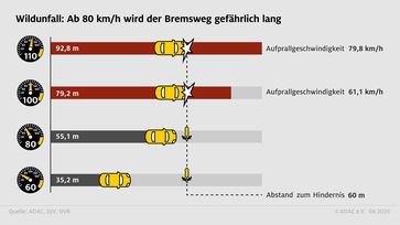 Wildunfall: Ab 80 km/h wird der Bremsweg gefährlich lang