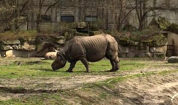 Panzernashorn (Rhinoceros unicornis)
Quelle: Foto: Steven Seet (idw)