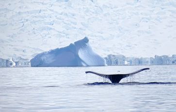 Unter dem schwimmenden Eis tummelt sich das Leben. Weil das Wasser unter dem Eis deutlich wärmer ist. Ein Wal taucht gerade wieder ab in gemütlichere Gefilde.