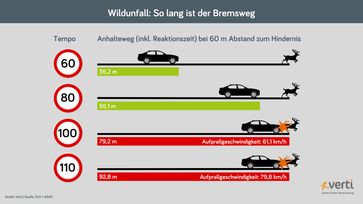 Wildunfall: So lang ist der Bremsweg