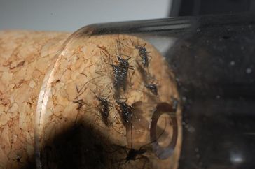 Die Asiatische Tigermücke (Aedes albopictus), hier gefangen in Rovinj (Kroatien), breitet sich im Zuge des Klimawandels weiter aus. Quelle: © Senckenberg (idw)