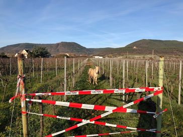 Ponny mittels Absperrband eingezäunt Bild: Polizei