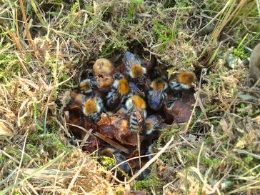 Oberirdisches Ackerhummel-Nest (obere Wachsabdeckung der Nestkugel wurde entfernt)