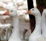 Verfehlte Tierseuchenpolitik: Bundesregierung sperrt grundlos tausende Gänse weg. Bild: VIER PFOTEN 