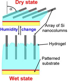 Das aktive Hybridmaterial HAIRS-1 bildet einen künstlichen Muskel, der sich hier von links nach rechts bewegt. Solche aktiven biomimetischen Nanosysteme könnten in Zukunft als Mikroaktuatoren oder in der Mikrofluidik Bedeutung erhalten. Bild: Max-Planck-Institut für Kolloid- und Grenzflächenforschung