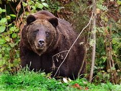 Ein Braunbär: Friedliche Lebewesen, sollange ihr gegenüber keine Angst hat.