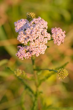 Zungenblüten sind selten rosafarben