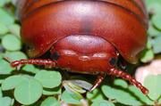 Zoosphaerium solitarium Wesener, 2009, ein erst 2009 auf Madagaskar entdeckter Kugler. Diese Art ist bislang nur von einem einzigen, durch Waldzerstörung bedrohten Hügel in Nordmadagaskar bekannt. Foto: Jörn Köhler