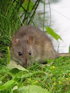 Ratte: Ein guts Vorbild für Roboter. Bild: pixelio.de, Dieter Rycek