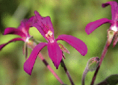 Kapland Pelargonie wirkt schleimlösend, antibakteriell, antiviral und zytoprotektiv.