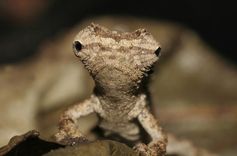 Trauriger Blick in die Zukunft: Der Lebensraum der gerade erst entdeckten Chamäleonart Brookesia desperata ist von Abholzung bedroht.
Quelle: Foto Frank Glaw (idw)