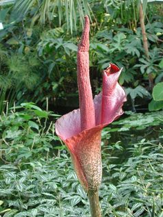 Amorphophallus konjac
Quelle: Bild: Universität Zürich (idw)