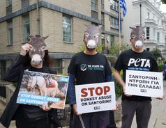 In London demonstrierten PETA-Aktive mit Eselmasken vor der griechischen Botschaft  Bild: © PETA UK Fotograf: PETA Deutschland e.V.