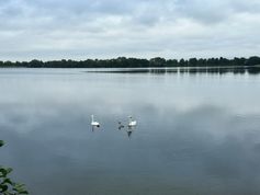 Die Schwanfamilie nach der Zusammenführung Bild: Feuerwehr