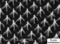 Der aktive Hybridwerkstoff HAIRS-2 bildet hier einen vierarmigen Greifer. Die Wissenschaftler stellen sich vor, den neuen Werkstoff zum Beispiel für den Bau von Mikrogreifern und anderen Bewegungssystemen einzusetzen, welche durch Veränderungen der Luftfeuchtigkeit angetrieben werden. Bild: Max-Planck-Institut für Kolloid- und Grenzflächenforschung