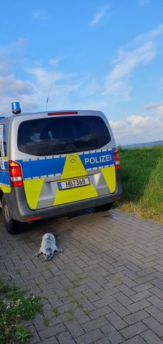 Heuler "Fussel", Bild: Polizei Bremerhaven