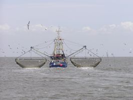 Traditionelle Krabbenkutter mit Baumkurren stellen die meisten Schiffe im Wattenmeer (Symbolbild)