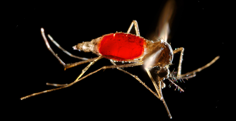 Die Ägyptische Tigermücke (Aedes aegypti) kann