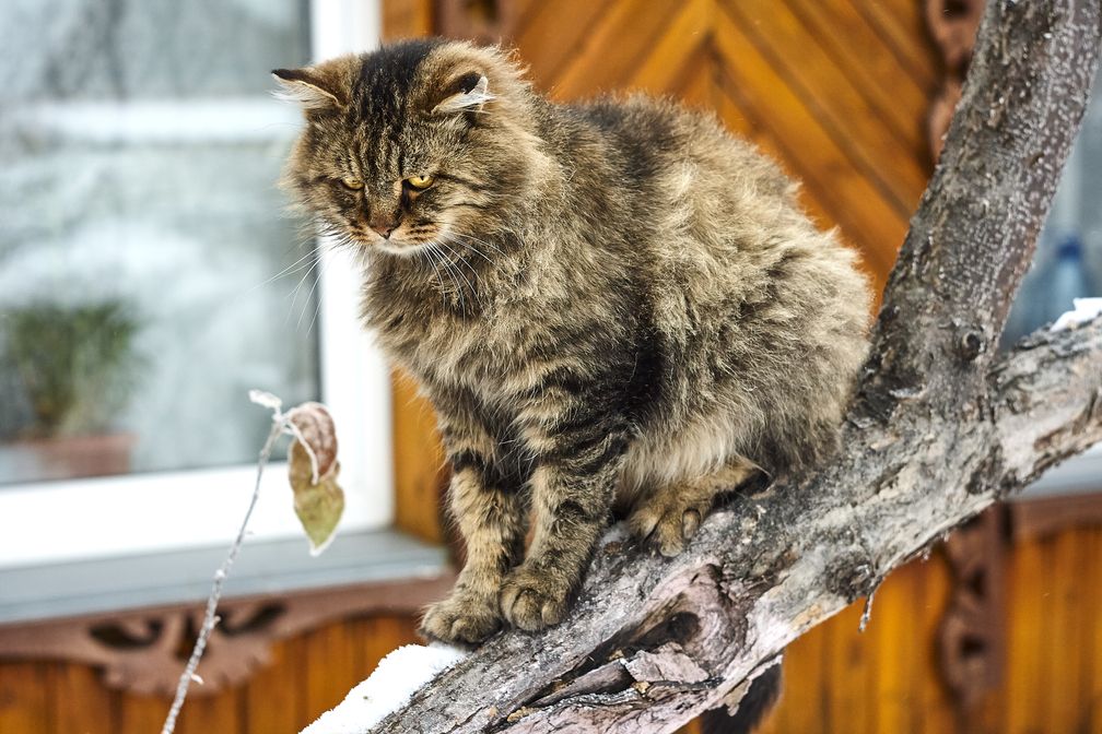 Verhält sich eine ältere Katze auffallend hyperaktiv, kann dies - zusammen mit anderen auftretenden Symptomen - auf eine Schilddrüsenerkrankung hinweisen.