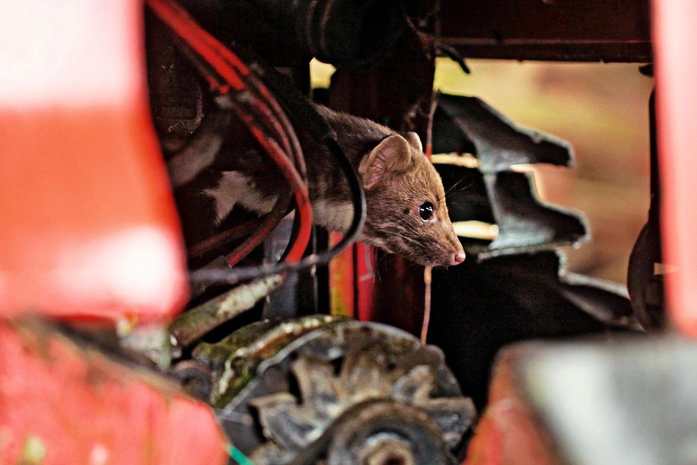 Marder gehören zu den größten Ärgernissen deutscher Autofahrer - in Niedersachsen knabbern sie nun zu Forschungszwecken der Autoindustrie. Bild: "obs/AUTO BILD"