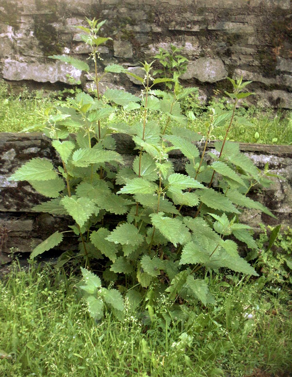 Große Brennnessel (Urtica dioica): Sehr gesund und auch ein hervoragender Pflänzendünger.