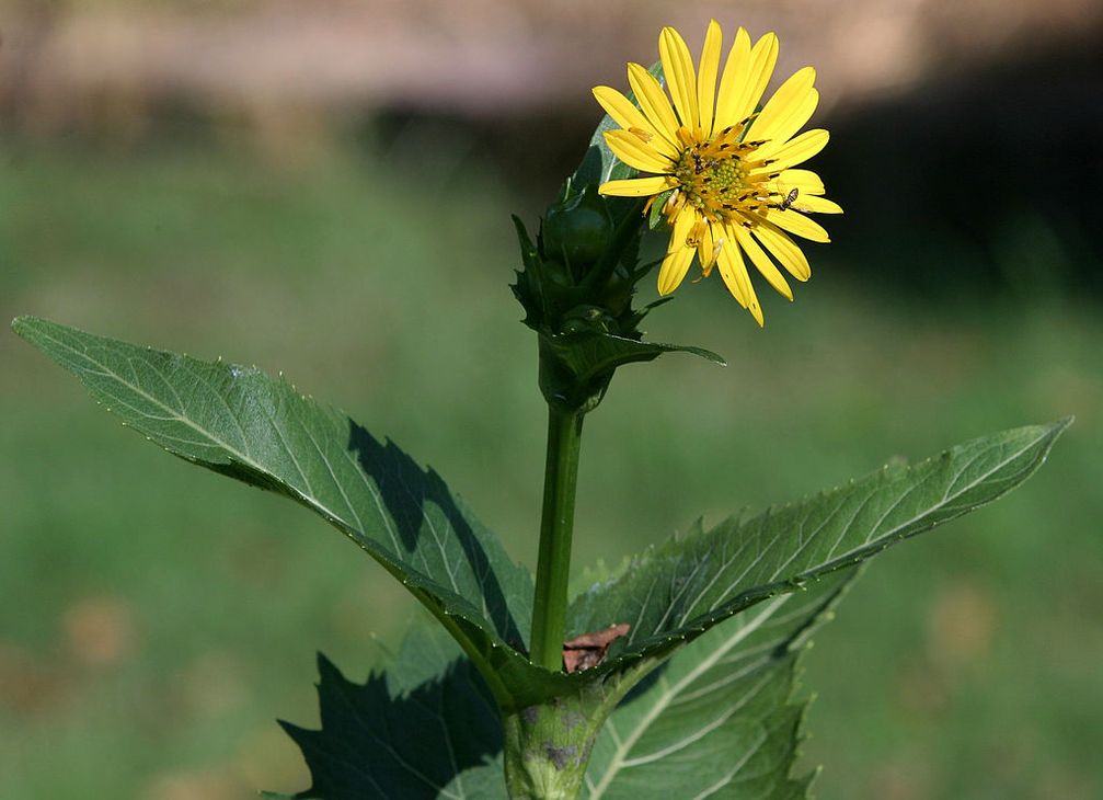 Silphium perfoliatum