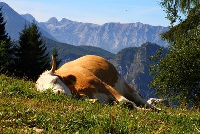 Bioanbauverband-kritisiert-EU-Agrarpolitik