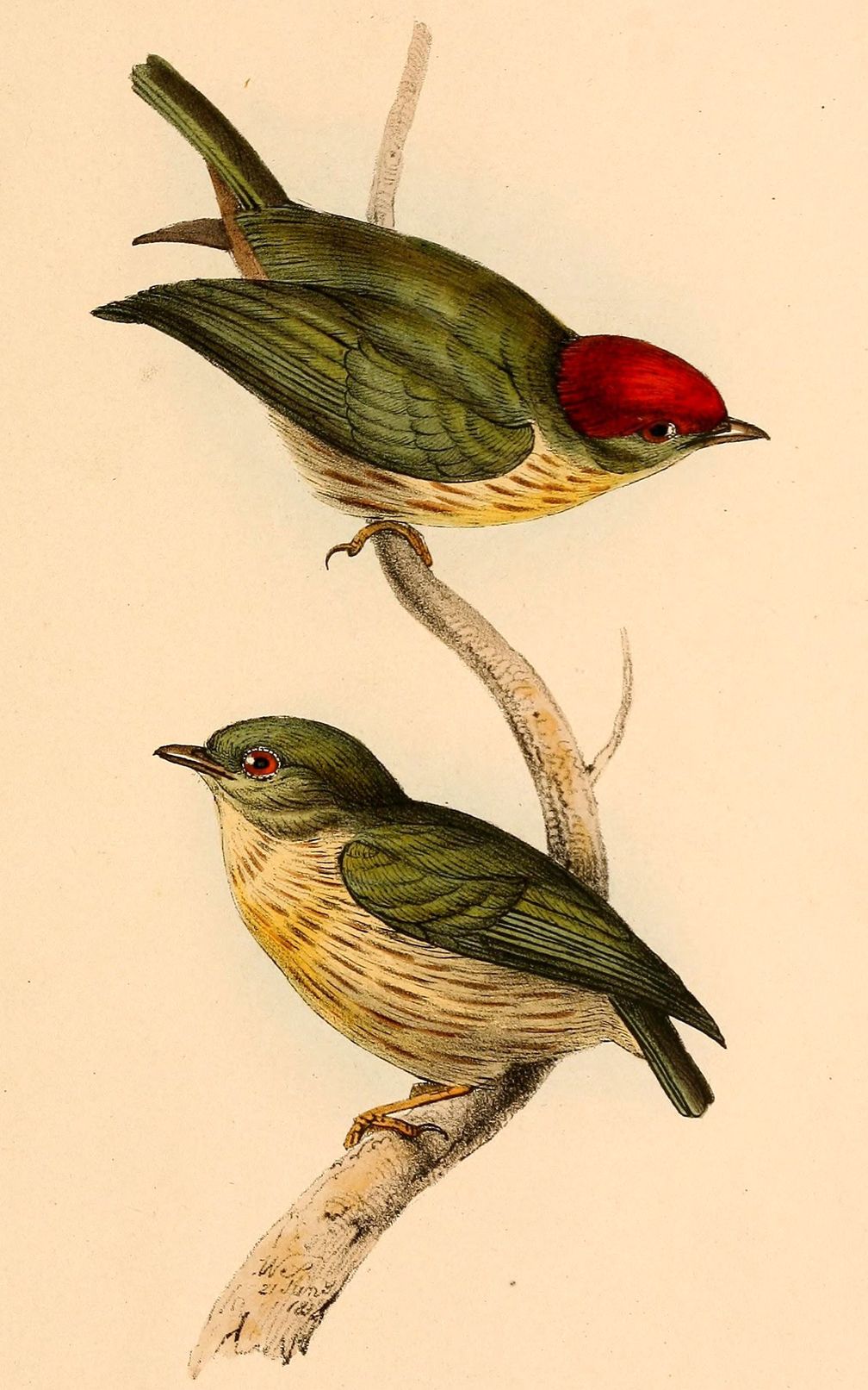 Streifenpipra (Machaeropterus regulus)