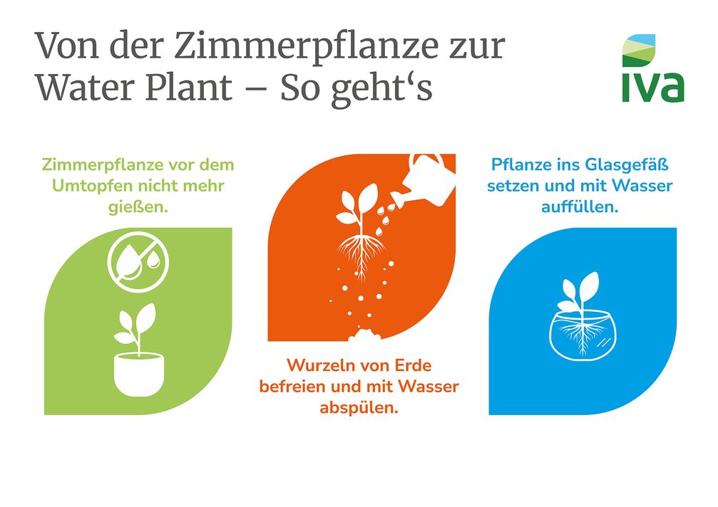 Von der Zimmerpflanze zur Water Plant - So geht's.