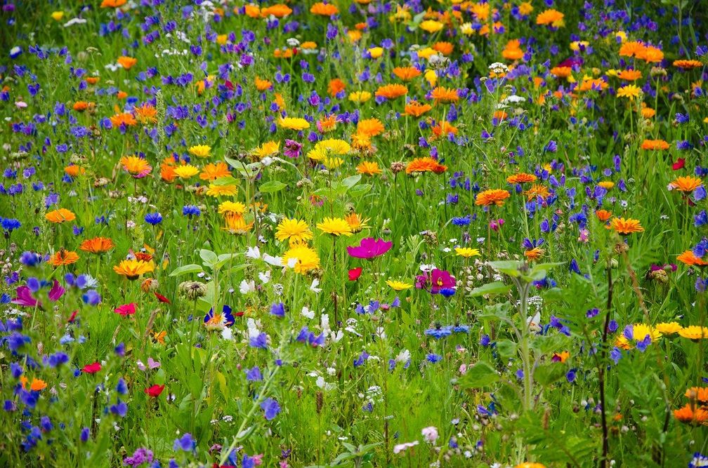 Wilde Blumenwiese