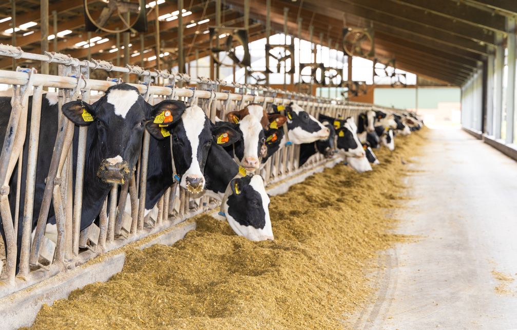 Auf dem Milcherzeugerbetrieb der Westrup-Koch Milch GbR stehen 600 gesunde Milchkühe im Stall. Dank viel frischer Luft, erstklassigem Futter und intensiver Betreuung erreichen die Milchkühe eine überdurchschnittliche Milchleistung von 13.100 Kilogramm pro Kuh und Jahr. Die hohen Ansprüche an das Tierwohl und das nachhaltige Wirtschaften machen die Westrup-Koch Milch GbR zu einem Vorzeigebetrieb, der 2022 mit dem Milchlandpreis und der Goldenen Olga ausgezeichnet worden ist.