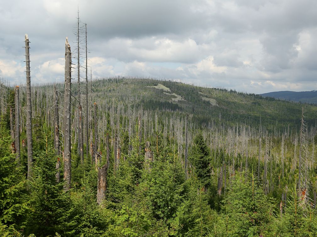 Durch Borkenkäfer abgetötete Fichten am Lusen im Nationalpark Bayerischer Wald. Symbolbild