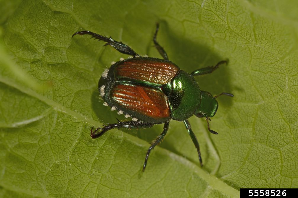 Japankäfer (Popillia japonica)